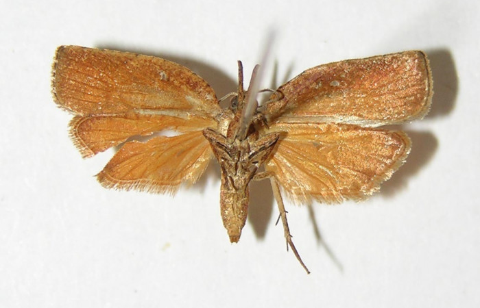 Figura 13. Adulto (hembra) <i>Platynota subargentea</i> (Tortricidae). (01-SRNP-12361- DHJ339165).     