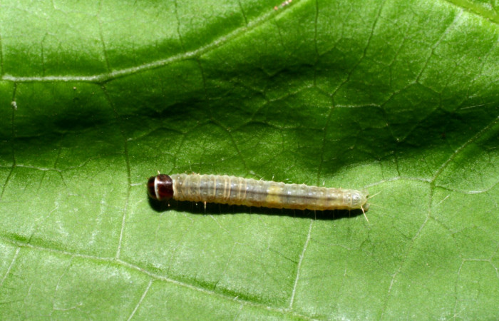 Figura 5. Detalle dorsal, <i>Platynota subargentea</i> (Tortricidae). (09- SRNP-55403-DHJ451892).