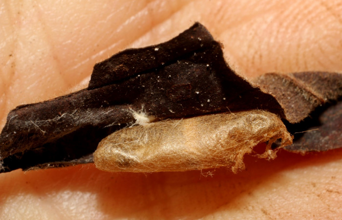 Figura 10. Detalle exuvia, <i>Platynota subargentea</i> (Tortricidae) y capullo de parásito <i>Phytodietus</i> lindusDHJ01, (Ichneumonidae). (10-SRNP-56480-DHJ800253).