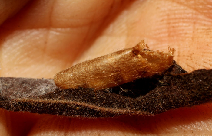 Figura 11. Detalle exuvia, <i>Platynota subargentea</i> (Tortricidae), y capullo de parásito <i>Phytodietus</i> lindusDHJ01, (Ichneumonidae). (10-SRNP-56480-DHJ800253).. (10-SRNP-56480-DHJ800254).