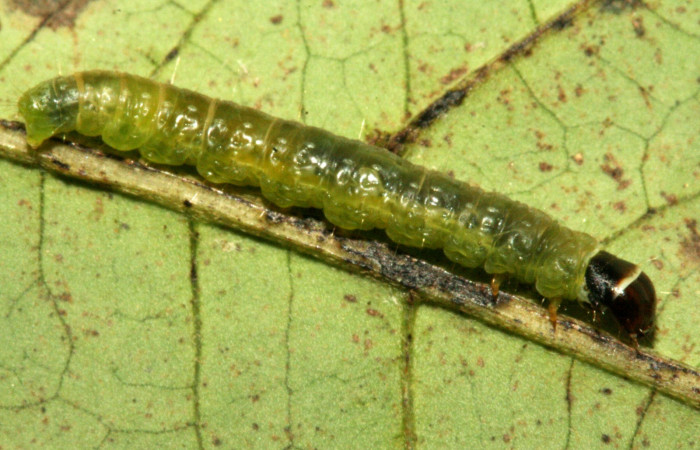 Figura 8. Detalle lateral <i>Platynota subargentea</i> (Tortricidae). (10-SRNP-7030-DHJ475876).