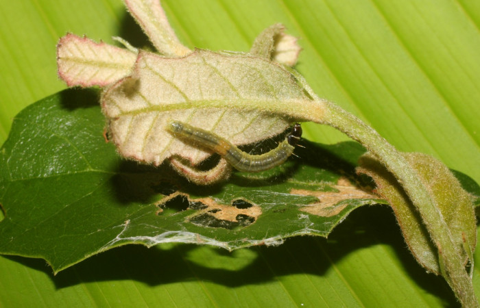 Figura 2. Detalle en sus primeros estadíos, <i>Platynota subargentea</i> (Tortricidae). (14-SRNP-56541-DHJ492243).       
