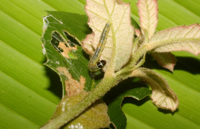 Figura 3. Detalle de alimentación, <i>Platynota subargentea</i> (Tortricidae). (14-SRNP-56541-DHJ492246).       