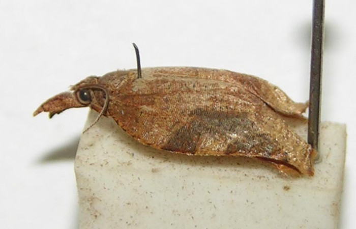 Figura 15. Adulto (macho), <i>Platynota subargentea</i> (Tortricidae). (98- SRNP-792-DHJ339167).     