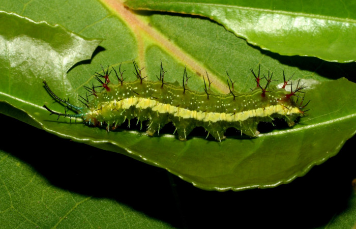 Figura 6. Larva  <i>Eunica caresa</i> (Nymphalidae). Posición lateral en la hoja de la planta <i>Mabea montana</i>(Euphorbiaceae). 09-SRNP-30729-DHJ461479.jpg.