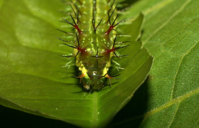 Figura 7. Larva <i>Eunica caresa</i> (Nymphalidae). Posición cabeza en la hoja de la planta <i>Mabea montana</i> (Euphorbiaceae). 09-SRNP-30729-DHJ461487.jpg.