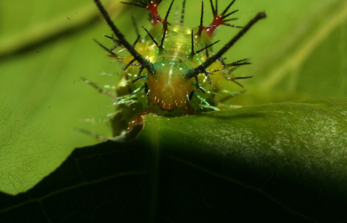 Figura 8. Larva  <i>Eunica caresa</i> (Nymphalidae). Posición cabeza en la hoja de la planta <i>Mabea montana</i>(Euphorbiaceae). 09-SRNP-30729-DHJ461488.jpg.
