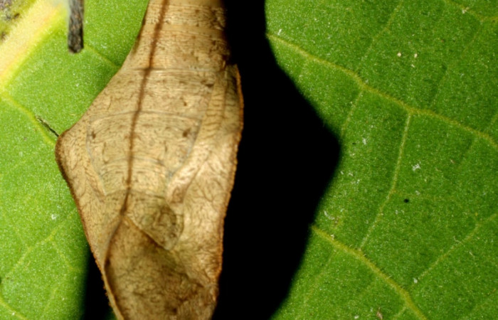 Figura 9. Pupa de <i>Eunica caresa</i> (Nymphalidae). En la planta <i>Mabea montana</i> (Euphorbiaceae). 09-SRNP-30729-DHJ461492.jpg.