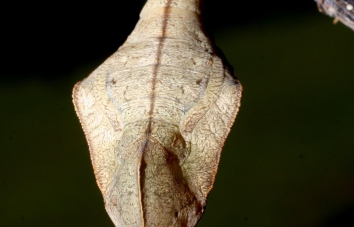 Figura 10. Pupa de <i>Eunica caresa</i> (Nymphalidae). En la planta <i>Mabea montana</i>  (Euphorbiaceae). 09-SRNP-30729-DHJ461496.jpg.