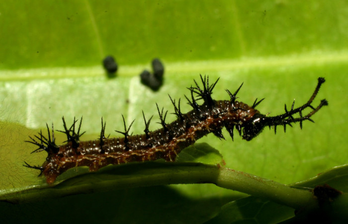 igura 5. Larva <i>Eunica caresa</i> (Nymphalidae), posición lateral en la hoja de la planta  <i>Mabea montana</i> (Euphorbiaceae). 09-SRNP-30730-DHJ458282.jpg.
