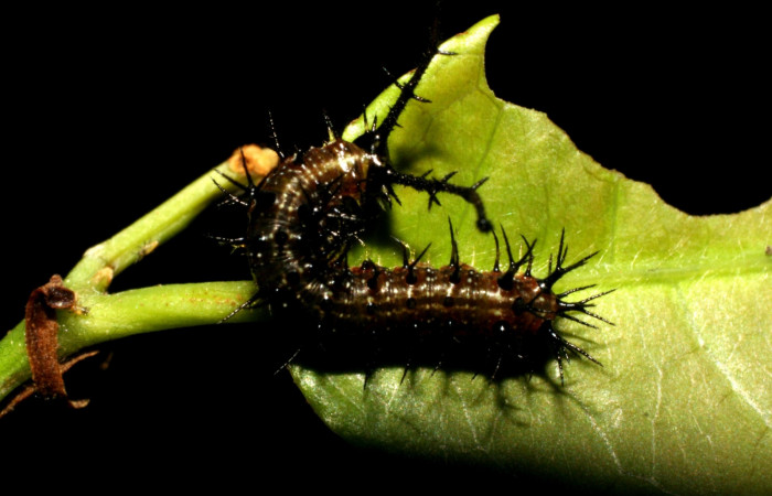 igura 4. Larva <i>Eunica caresa</i> (Nymphalidae), posición dorsal en la hoja de la planta <i>Mabea montana</i>  (Euphorbiaceae). 09-SRNP-30730-DHJ458283.jpg.