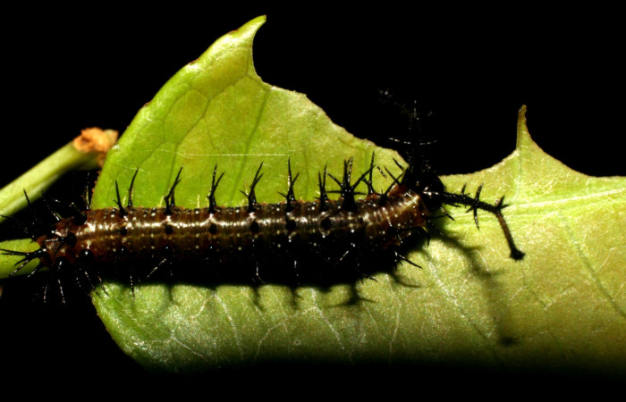 Figura 3. Larva <i>Eunica caresa</i> (Nymphalidae), posición dorsal en la hoja de la planta <i>Mabea montana</i> (Euphorbiaceae). 09-SRNP-30730-DHJ458284.jpg.