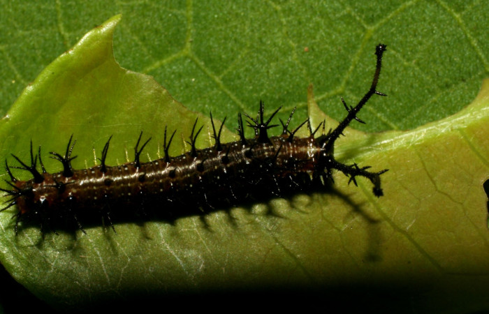 Figura 2. Larva <i>Eunica caresa</i> (Nymphalidae), posición dorsal en la hoja de la planta <i>Mabea montana</i> (Euphorbiaceae). 09-SRNP-30730-DHJ458285.jpg.