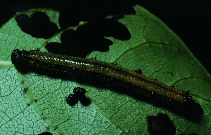 Figura 16. Larva <i>Eunica caresa</i> (Nymphalidae), posición lateral en la hoja de la planta <i>Bursera simaruba</i> (Burseraceae). 82-SRNP-209-DHJ3741.jpg.
