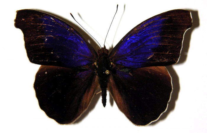 Figura 1. Adulto <i>Eunica caresa</i> (Nymphalidae). Área de Conservación Guanacaste, Sector Santa Rosa. 95-SRNP-7084-DHJ520630.