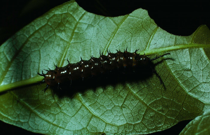Figura 15. Larva  <i>Eunica caresa</i> (Nymphalidae), posición dorsal en la hoja de la planta <i>Sloanea terniflora</i> (Elaeocarpaceae). 84-SRNP-945-DHJ7789.jpg.