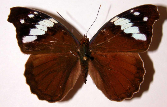 Figura 14. Adulto <i>Eunica caresa</i> (Nymphalidae). Área de Conservación Guanacaste, Sector Santa Rosa. 92-SRNP-2478-DHJ34206.