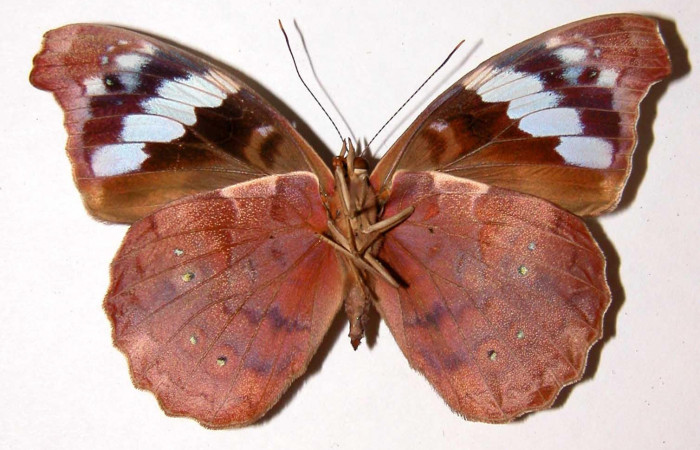 Figura 13. Adulto <i>Eunica caresa</i> (Nymphalidae). Área de Conservación Guanacaste, Sector Santa Rosa. 92-SRNP-2478-DHJ34207.