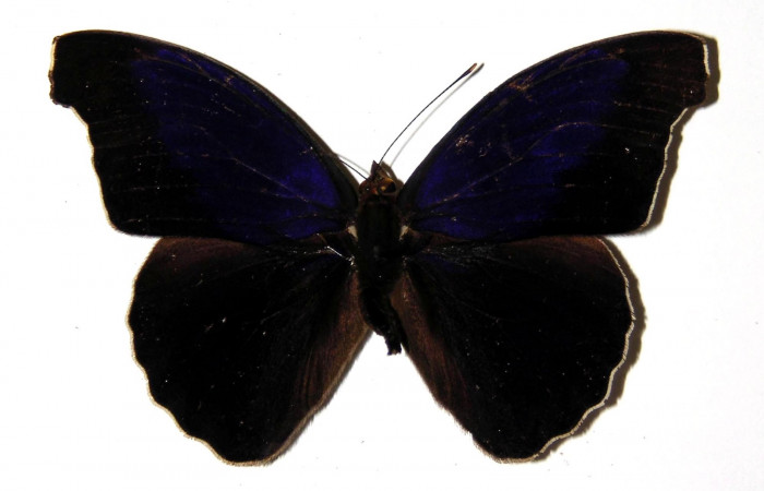 gura 12. Adulto  <i>Eunica caresa</i> (Nymphalidae). Área de Conservación Guanacaste, Sector Santa Rosa. 92-SRNP-3215-DHJ96392.