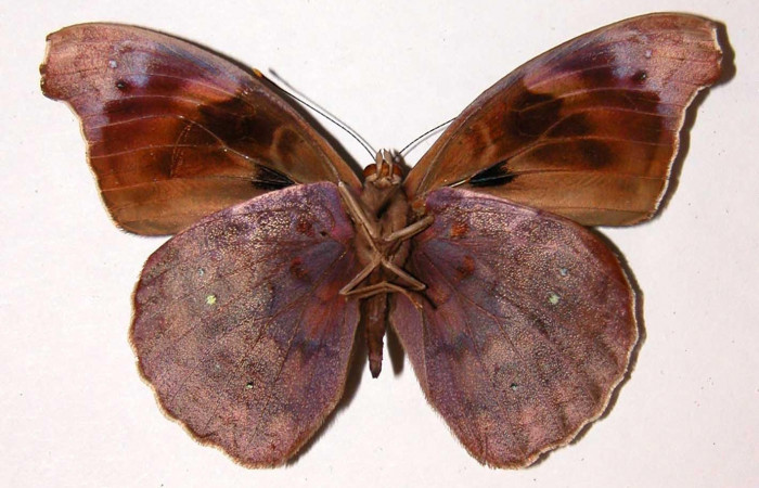 Figura 11. Adulto <i>Eunica caresa</i> (Nymphalidae). Área de Conservación Guanacaste, Sector Santa Rosa. 92-srnp-3220-dhj34209.jpg.