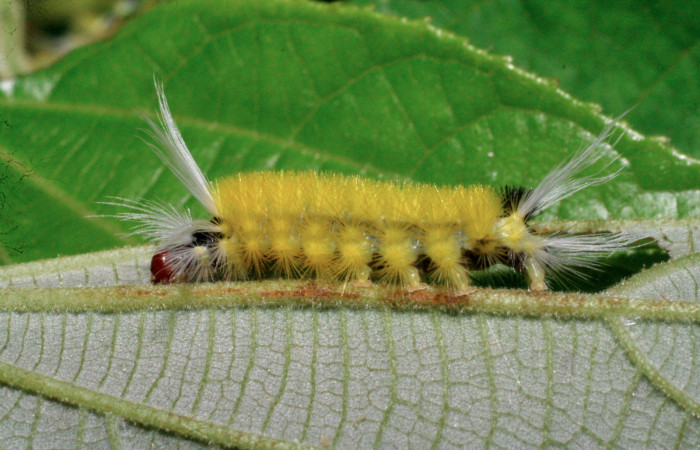 Fig. 10 Larva <i> Lophocampa</i> maroniensisDHJ05, mostrando la parte lateral entero. Voucher: 07-SRNP-33911-DHJ434492.jpg.