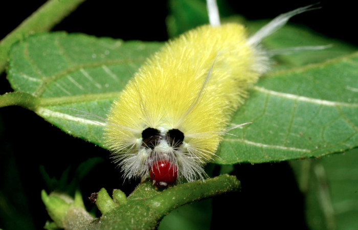 Fig. 11 Larva <i> Lophocampa</i> maroniensisDHJ05, mostrando la parte frente cabeza. Voucher: 08-SRNP-32614-DHJ446236.jpg.