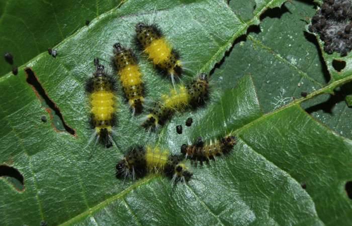 Fig.12 Larva <i> Lophocampa</i> maroniensisDHJ02,varias. Voucher: 14-SRNP-71695-DHJ726036.jpg.