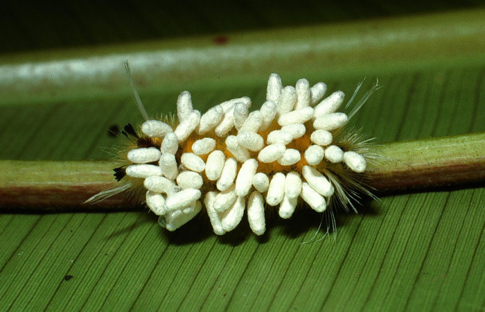 Fig.13 Braconidae, <i>Cotesia</i> Whitfield27 <i>Lophocampa maroniensis</i>. Voucher: 03-SRNP-11917-DHJ76024.jpg.