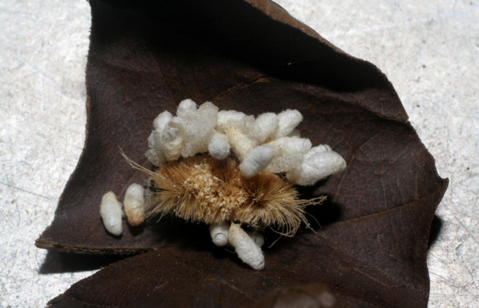 Fig.14 Prepupa Braconidae, <i>Cotesia</i> Whitfield27 <i>Lophocampa maroniensis</i>. Voucher: 06-SRNP-3952-DHJ420803.jpg.