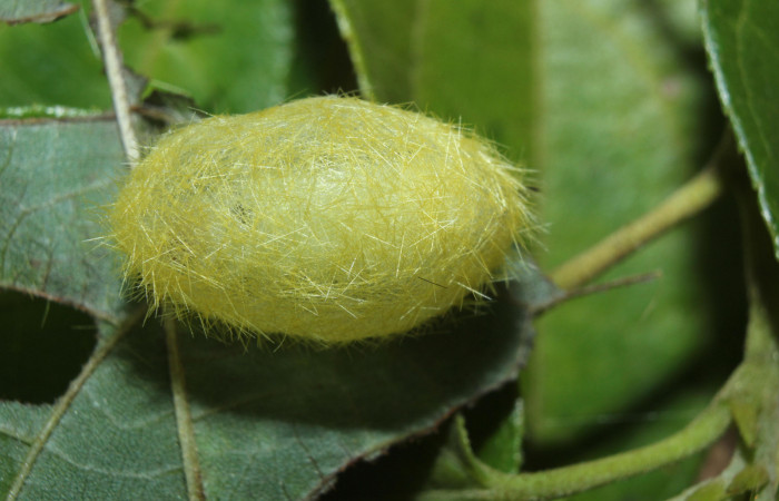 Fig.15 Prepupa <i>Lophocampa</i> maroniensisDHJ02. Voucher: 14-SRNP-71695-DHJ726043.jpg.