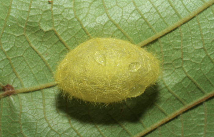 Fig.16 Pupa <i>Lophocampa</i> maroniensisDHJ02. Voucher: 08-SRNP-41157-DHJ442371.jpg.