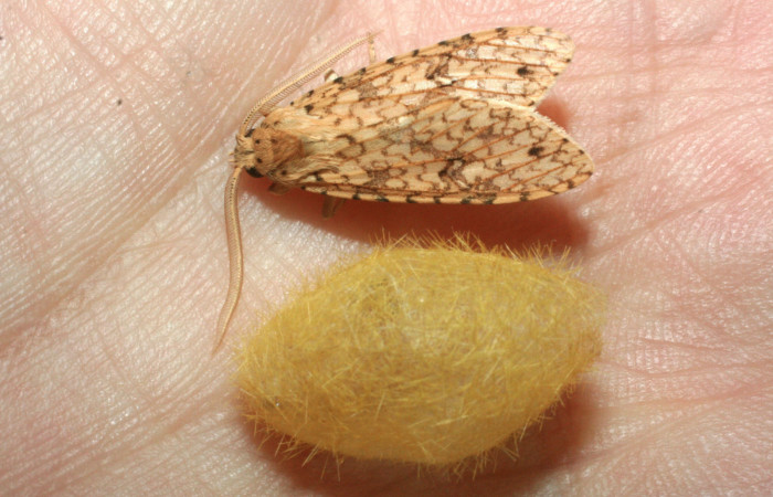 Fig.17 Adulto <i>Lophocampa</i> maroniensisDHJ02. Voucher: 09-SRNP-31184-DHJ455006.jpg.