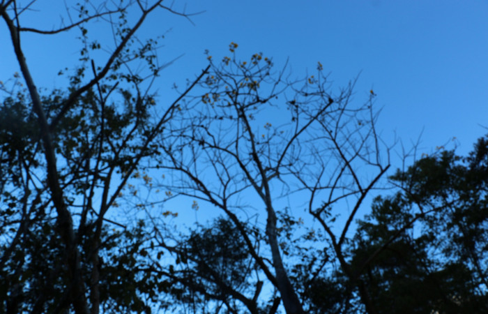 Fig.18 Planta  <i>Cochlospermum vitifolium</i>, (Malvaceae), hospedera de la larva <i>Lophocampa maroniensis</i>,(Erebidae), Sector Mundo Nuevo, Punta Plancha. Ahora <i>Cochlospermum vitifolium</i>, se encuentra con flores amarillas y sín hojas los árboles. Foto Elieth Cantillano 19 Enero 2022.