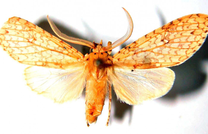 Fig.1 Adulto <i>Lophocampa maroniensis</i> macho mostrando la parte dorsal.Voucher: 83-SRNP-1438-DHJ33672.