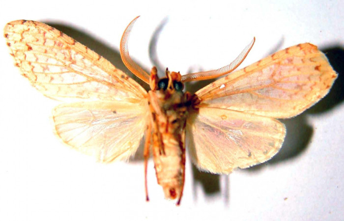 Fig.2 Adulto <i>Lophocampa maroniensis</i> macho mostrando la parte ventral.Voucher: 83-SRNP-1438-DHJ33673.