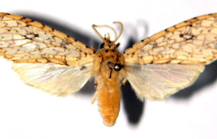 Fig.3 Adulto <i>Lophocampa</i> maroniensisDHJ03 hembra mostrando la parte dorsal.Voucher: 03-SRNP-23948-DHJ92384.