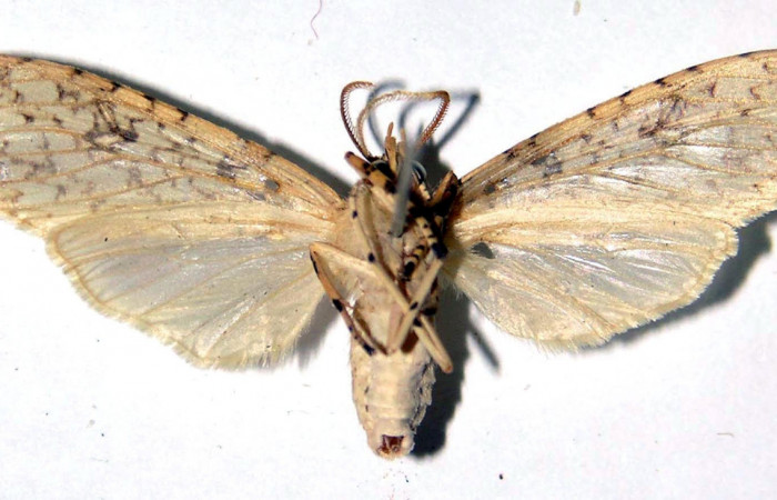 Fig.4 Adulto <i>Lophocampa</i> maroniensisDHJ03 hembra mostrando la parte ventral.Voucher: 03-SRNP-23948-DHJ92385.