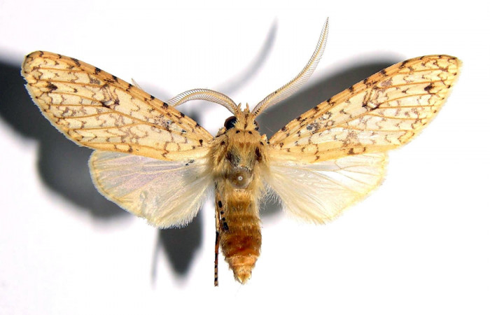 Fig.5 Adulto <i>Lophocampa</i> maroniensisDHJ05 macho mostrando la parte dorsal.Voucher: 01-SRNP-11238-DHJ93858.
