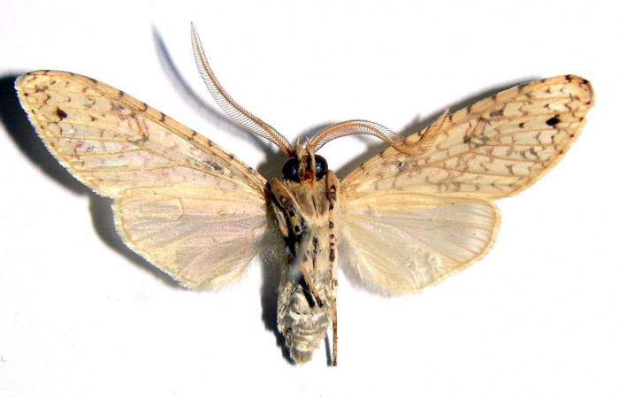 Fig.6 Adulto <i>Lophocampa</i> maroniensisDHJ05 hembra mostrando la parte ventral.Voucher: 01-SRNP-11238-DHJ93859.