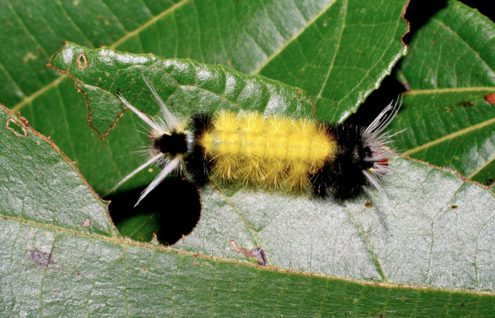 Fig. 7 Larva <i>Lophocampa maroniensis</i>, mostrando la parte lateral entero. Voucher: 05-SRNP-34909-DHJ420558.jpg