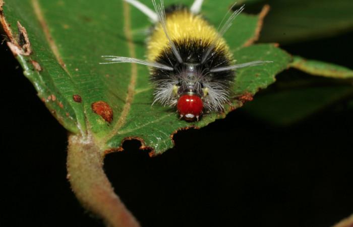 Fig. 8 Larva <i>Lophocampa maroniensis</i>, mostrando la parte cabeza. Voucher: 05-SRNP-34909-DHJ420561.jpg.