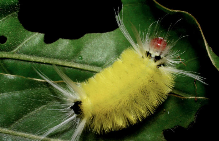 Fig. 9 Larva <i> Lophocampa</i> maroniensisDHJ03, mostrando la parte dorsal entero. Voucher: 07-SRNP-4219-DHJ429952.jpg.