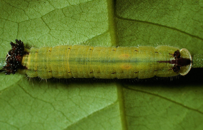 Fig.10. Larva de <i>Theope eudocia</i>. Voucher : 03-SRNP-6113-DHJ74269.jpg.