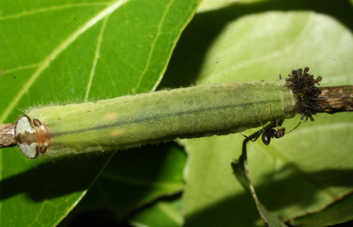 Fig.11. Larva de <i>Theope publius</i>. Voucher : 16-SRNP-20441-DHJ710591.jpg.