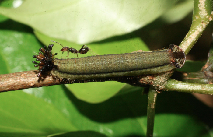 Fig.12. Larva de <i>Theope</i> Janzen440. Voucher : 16-SRNP-20440-DHJ710481.jpg.