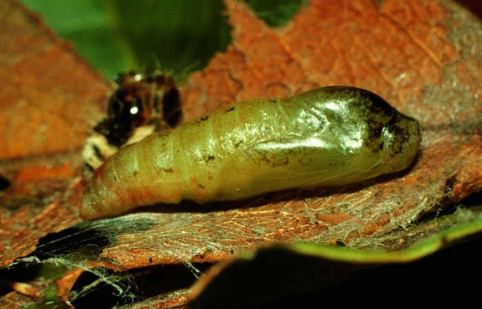 Fig.14. Larva de <i>Theope</i> virgiliusDHJ03. Voucher : 97-SRNP-4322.13-DHJ42513.jpg.