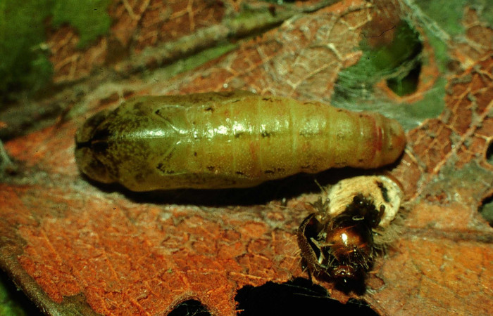 Fig.15. Larva de <i>Theope</i> virgiliusDHJ03. Voucher : 97-SRNP-4322.13-DHJ42511.jpg.