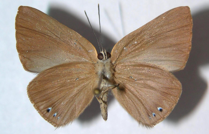 Fig.4. Macho de <i>Theope</i> virgiliusDHJ03 en posición dorsal. Voucher : 03-SRNP-13963-DHJ359365.