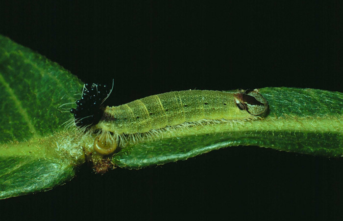 Fig.5. Larva de <i>Theope</i> virgiliusDHJ03. Voucher : 90-SRNP-1767-DHJ13076.jpg.

