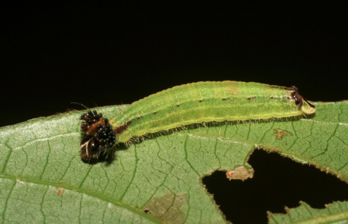 Fig.8. Larva de <i>Theope virgilius</i>. Voucher : 06-SRNP-45895-DHJ414983.jpg.
